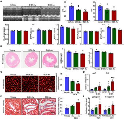 Rutaecarpine Inhibits Doxorubicin-Induced Oxidative Stress and Apoptosis by Activating AKT Signaling Pathway